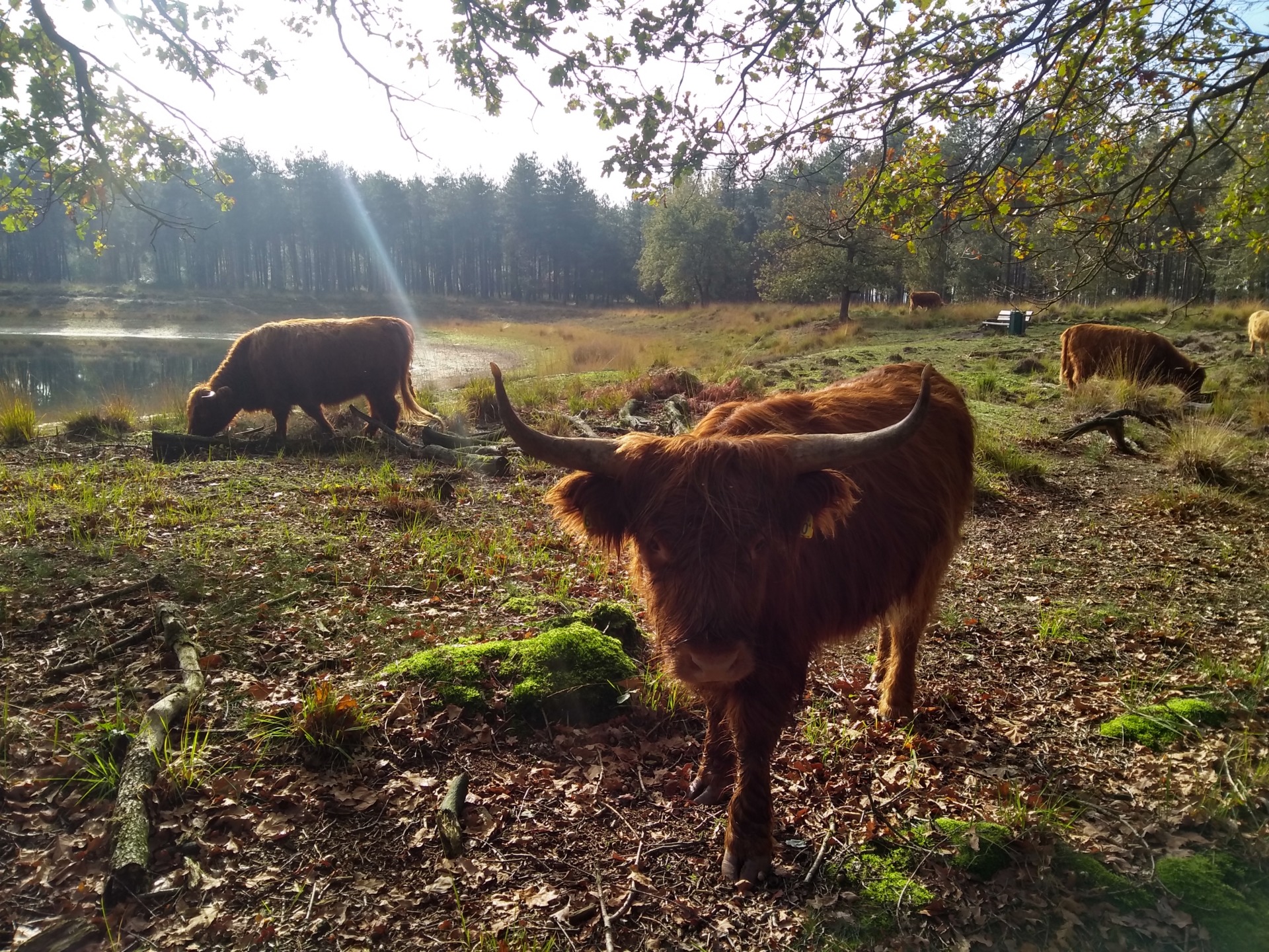 Koeien | Jeroen Franssens, doordacht bosbeheer uit Hasselt, Limburg